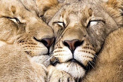 snuggly-lions1.jpg